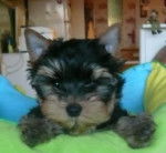 Mélodie - Yorkshire Terrier (2 mois)