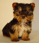 Blina - Yorkshire Terrier (6 mois)