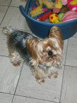 Opium - Yorkshire Terrier Mâle (10 ans)