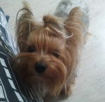 Gipsy - Yorkshire Terrier (2 ans)