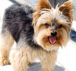 Roxane - Yorkshire Terrier (11 ans)