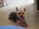TAMPETTE - Yorkshire Terrier Mâle (6 ans)