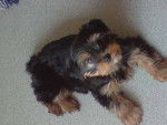 tess - Yorkshire Terrier (3 mois)