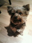 Mischa - Yorkshire Terrier Mâle (2 ans)