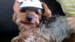 riki - Yorkshire Terrier Mâle (4 ans)