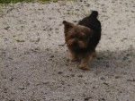 Daisy - Yorkshire Terrier (9 ans)