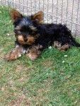 Teddy - Yorkshire Terrier Mâle (4 mois)