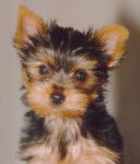 Lilou - Yorkshire Terrier (1 mois)