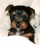 Yohan - Yorkshire Terrier Mâle (1 mois)