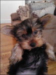 Amber Rose - Yorkshire Terrier (2 mois)