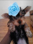 Amber Rose - Yorkshire Terrier (2 mois)