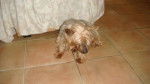 Jumbo - Yorkshire Terrier Mâle (16 ans)