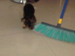 Shopper - Yorkshire Terrier Mâle (1 an)