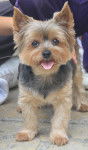 salsa - Yorkshire Terrier (11 ans)