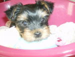 Divia - Yorkshire Terrier (3 mois)