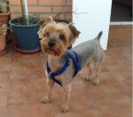 Chispa - Yorkshire Terrier (3 ans)