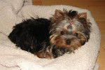GWENDOLINE - Yorkshire Terrier (Autre)
