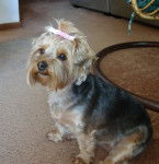 Blue - Yorkshire Terrier (5 ans)