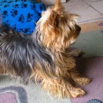 Fidjy - Yorkshire Terrier Mâle (3 ans)
