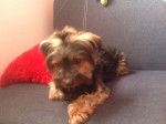 Loli - Yorkshire Terrier (7 ans)