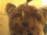 Rosa - Yorkshire Terrier (7 ans)