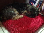 Loli - Yorkshire Terrier (7 ans)