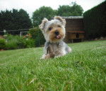 tina - Yorkshire Terrier (1 an)