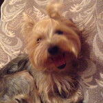 Ringo - Yorkshire Terrier Mâle (11 mois)