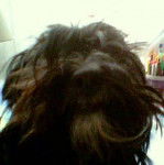 Caline - Yorkshire Terrier (2 ans)