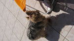 Ozaen - Yorkshire Terrier (1 an et 1 mois)