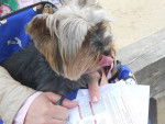 Daisy - Yorkshire Terrier (5 ans)