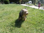 Zara en el Parque - Yorkshire Terrier (2 ans)