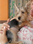 Delfina - Yorkshire Terrier (8 ans)