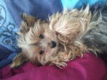Kenza - Yorkshire Terrier (8 ans)