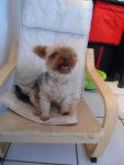 gretta - Yorkshire Terrier (4 ans)