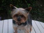 Twister - Yorkshire Terrier Mâle (6 ans)