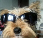 Easy - Yorkshire Terrier (4 ans)