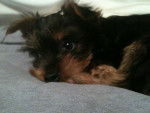Bailey - Yorkshire Terrier (2 mois)