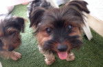 Junior et Loli - Yorkshire Terrier