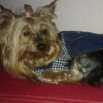 Zarita - Yorkshire Terrier (2 ans)