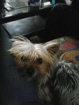 Kay - Yorkshire Terrier Mâle (2 ans)