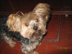 Tommy - Yorkshire Terrier Mâle (12 ans)