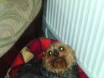 Tinx - Yorkshire Terrier (12 ans)