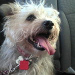 Velcro - Yorkshire Terrier Mâle (3 ans)