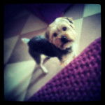 Tambor - Yorkshire Terrier Mâle (3 ans)