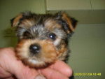 uLYSSE - Yorkshire Terrier Mâle (1 mois)