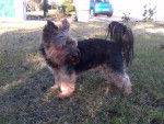 Voulki - Yorkshire Terrier Mâle (9 ans)