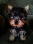 Blitz - Yorkshire Terrier Mâle (3 mois)