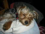 J.J - Yorkshire Terrier (1 an)