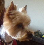 Fiona - Yorkshire Terrier (5 ans)